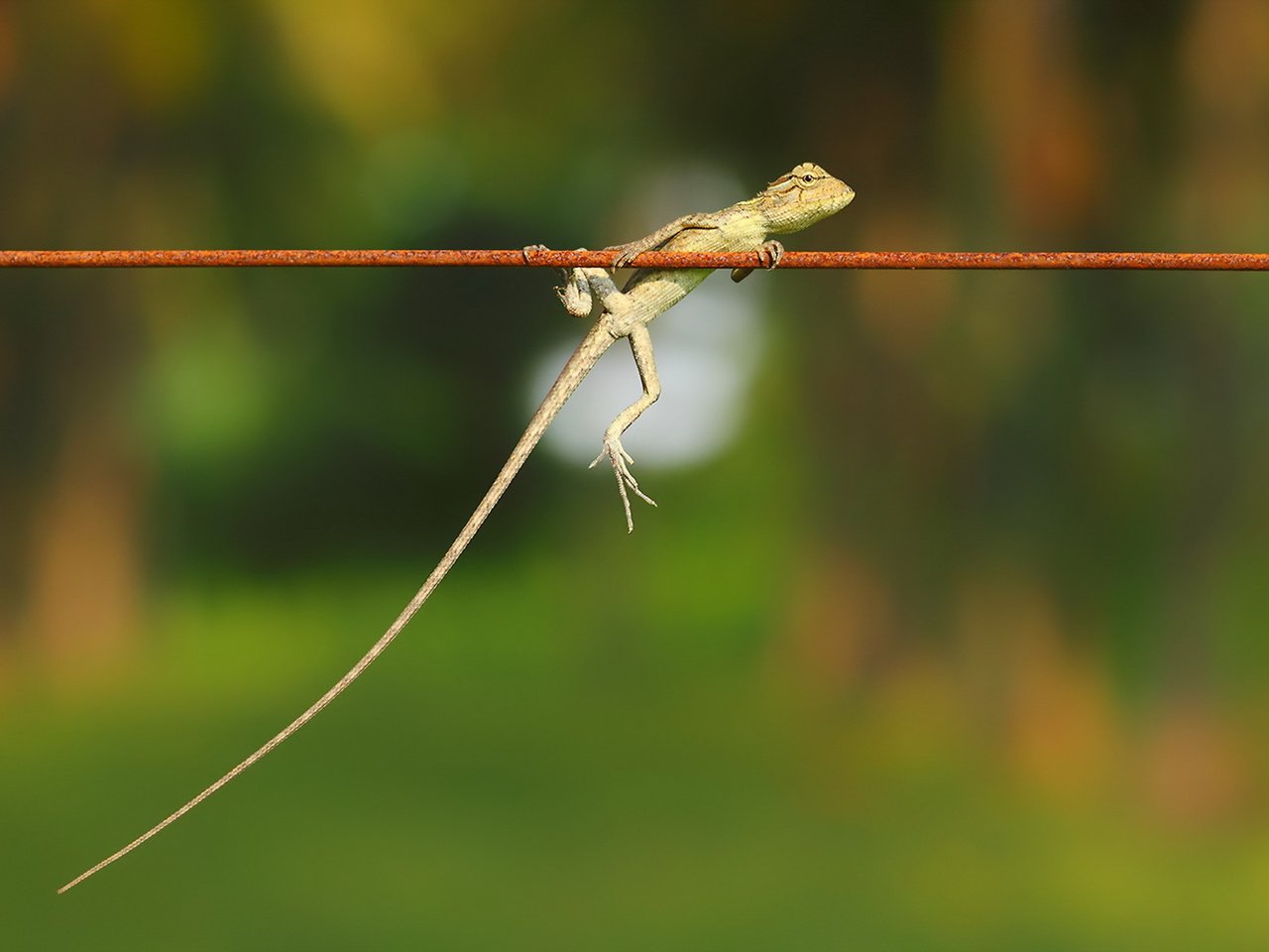 Обои природа, фон, ящерица, nature, background, lizard разрешение 1920x1200 Загрузить