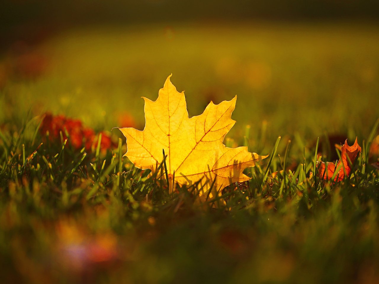 Обои трава, макро, осень, лист, размытость, кленовый, grass, macro, autumn, sheet, blur, maple разрешение 2048x1368 Загрузить