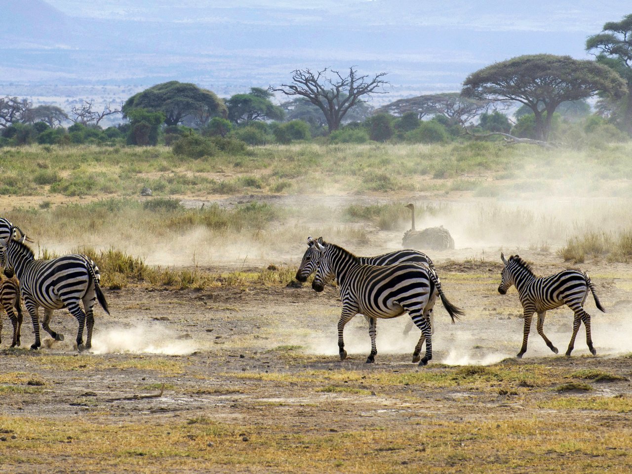 Обои пейзаж, кусты, африка, пыль, саванна, зебры, страус, landscape, the bushes, africa, dust, savannah, zebra, ostrich разрешение 2800x1211 Загрузить