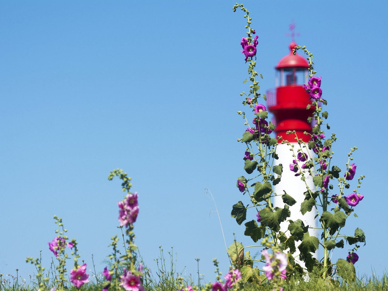 Обои небо, цветы, маяк, мальва, the sky, flowers, lighthouse, mallow разрешение 2048x1365 Загрузить