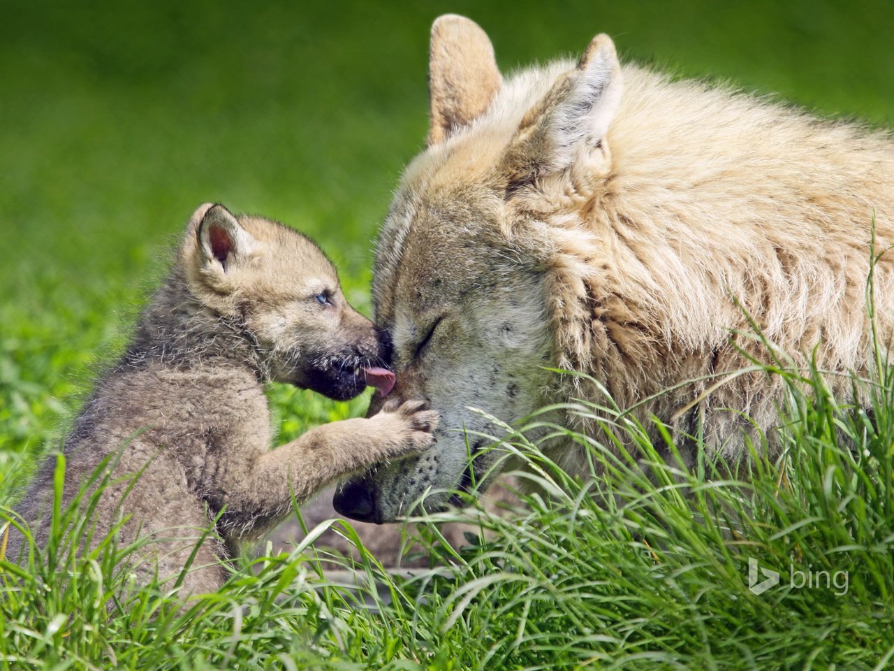 Обои трава, природа, волки, волчица, волчонок, grass, nature, wolves, wolf, the cub разрешение 1920x1200 Загрузить