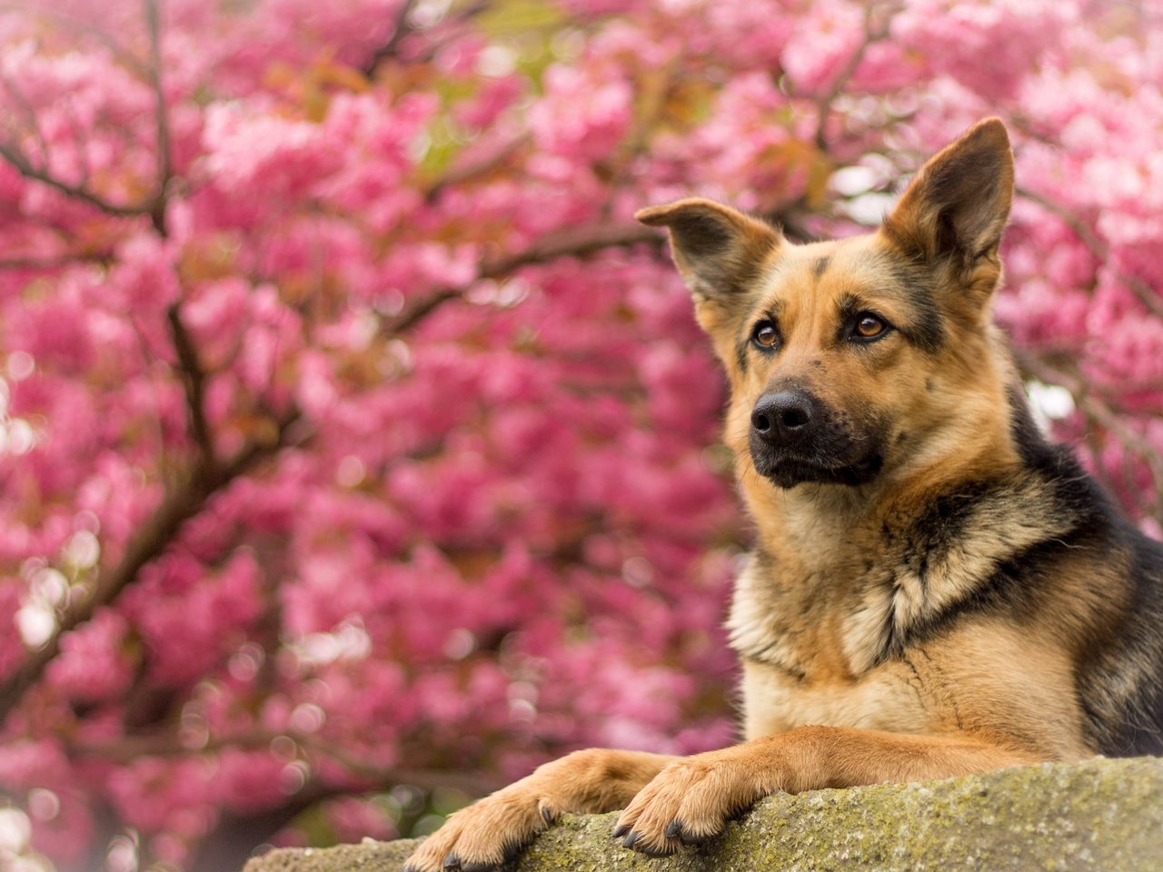 Обои портрет, собака, немецкая овчарка, овчарка, portrait, dog, german shepherd, shepherd разрешение 4076x2320 Загрузить