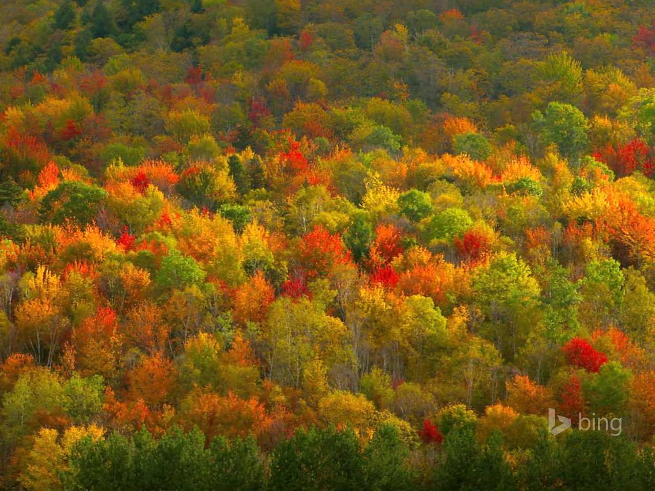 Обои деревья, цвета, лес, осень, trees, color, forest, autumn разрешение 1920x1200 Загрузить