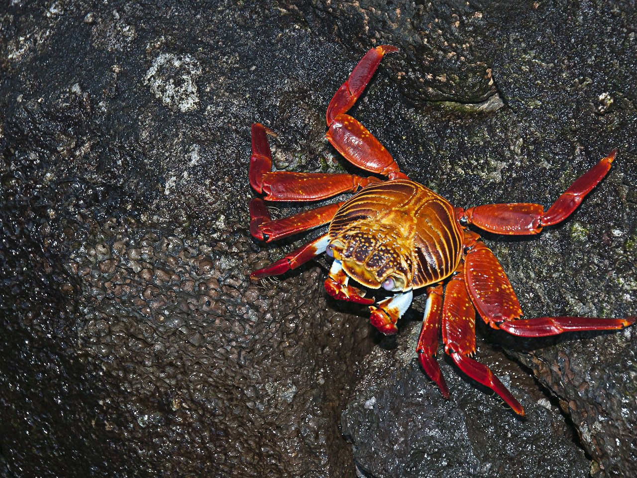 Обои фон, панцирь, краб, клешни, background, shell, crab, claws разрешение 1920x1200 Загрузить