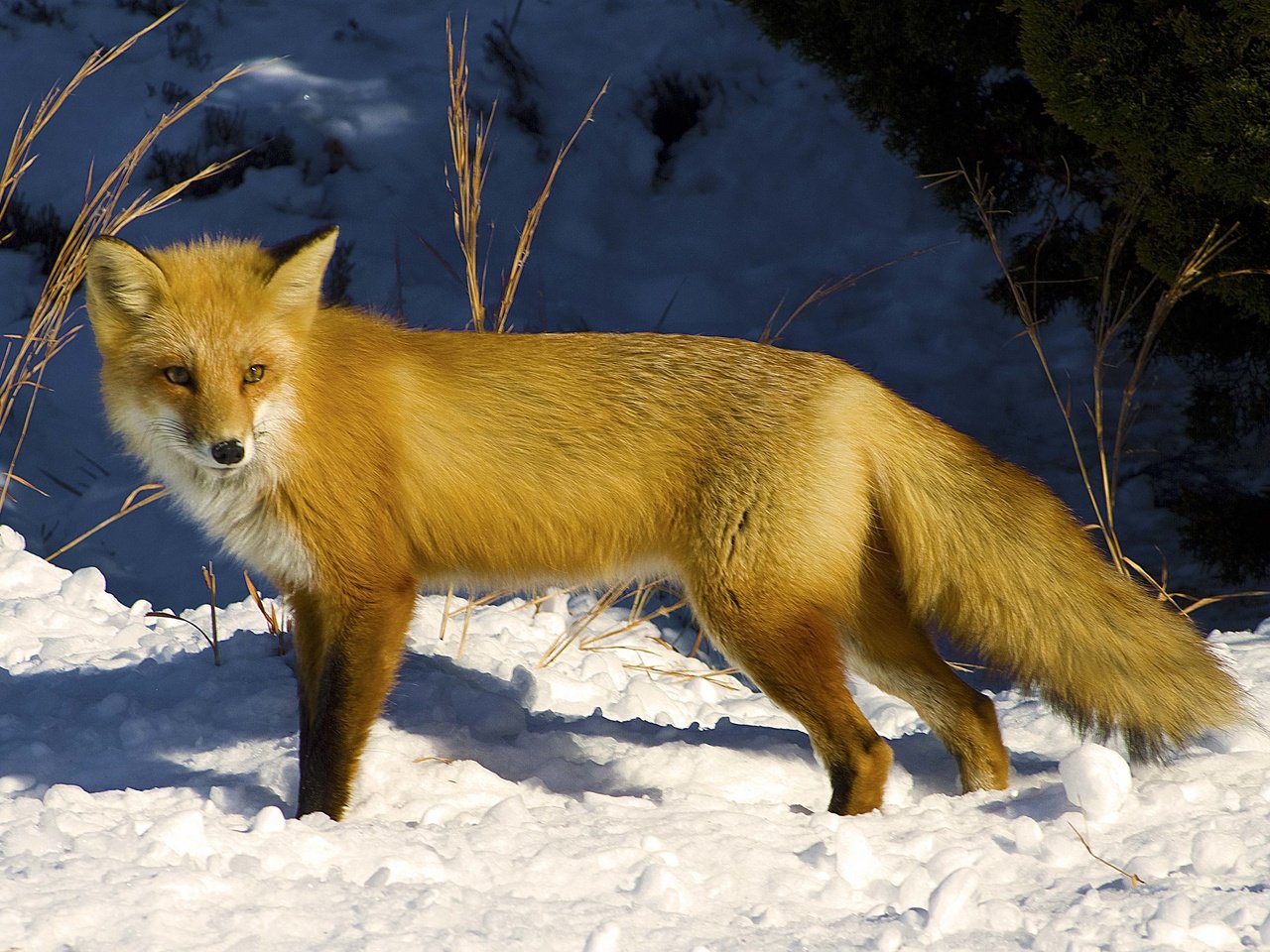 Обои снег, зима, взгляд, рыжая, лиса, лисица, snow, winter, look, red, fox разрешение 4314x2975 Загрузить