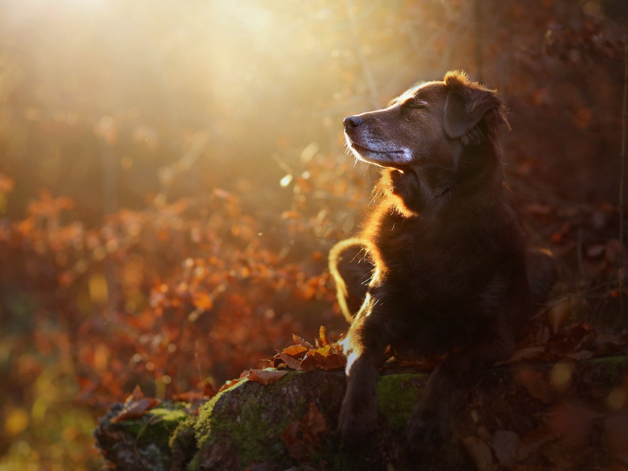 Обои природа, мордочка, осень, собака, профиль, лапки, осенние листья, eloisa mannion, nature, muzzle, autumn, dog, profile, legs, autumn leaves разрешение 2048x1365 Загрузить