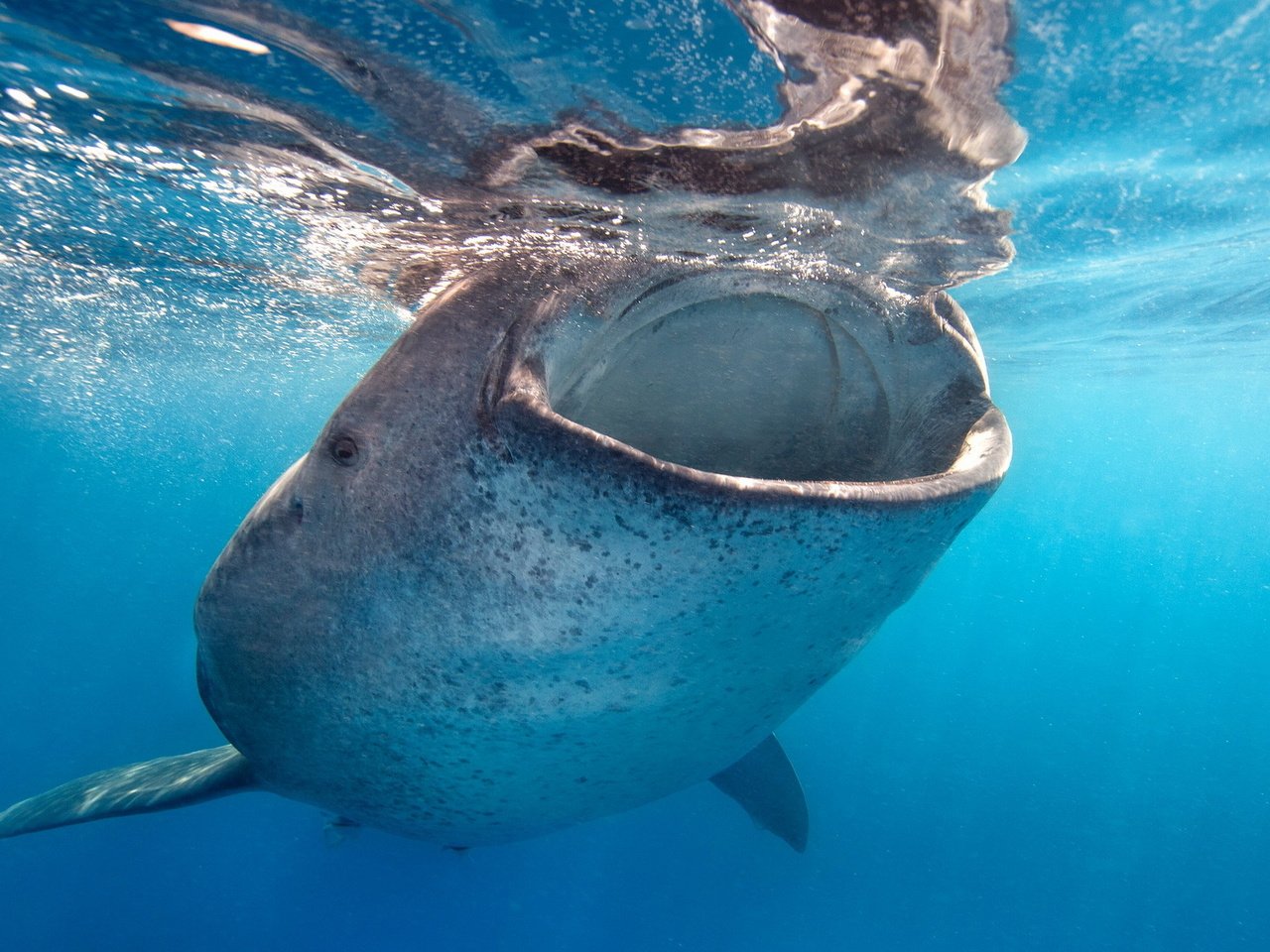 Обои вода, океан, рот, акула, кит, подводный мир, китовая акула, water, the ocean, mouth, shark, kit, underwater world, the whale shark разрешение 1920x1200 Загрузить