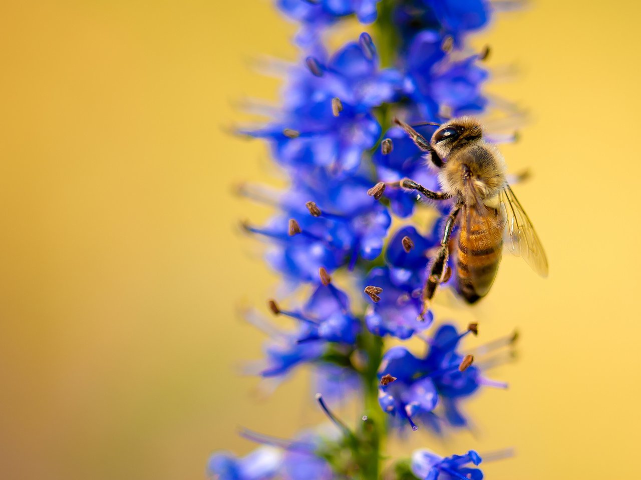 Обои макро, насекомое, цветок, растение, пчела, macro, insect, flower, plant, bee разрешение 2048x1371 Загрузить