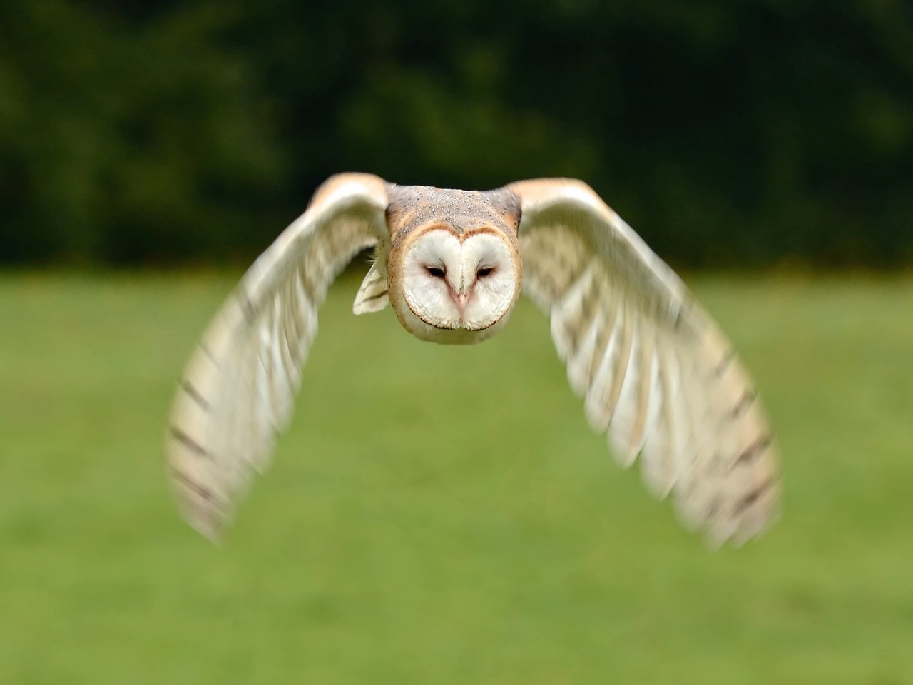 Обои сова, полет, птица, сипуха, owl, flight, bird, the barn owl разрешение 3049x2031 Загрузить