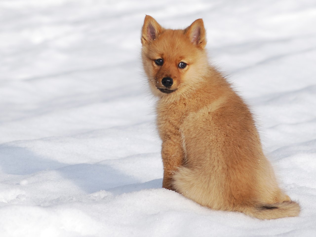 Обои снег, зима, мордочка, взгляд, собака, щенок, шпиц, финский шпиц, snow, winter, muzzle, look, dog, puppy, spitz, the finnish spitz разрешение 2658x1649 Загрузить