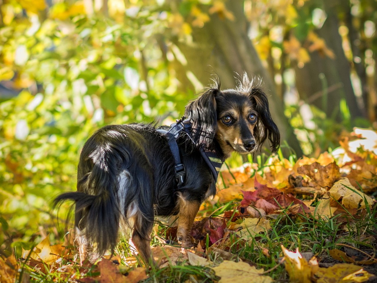 Обои взгляд, осень, собака, друг, look, autumn, dog, each разрешение 2048x1397 Загрузить