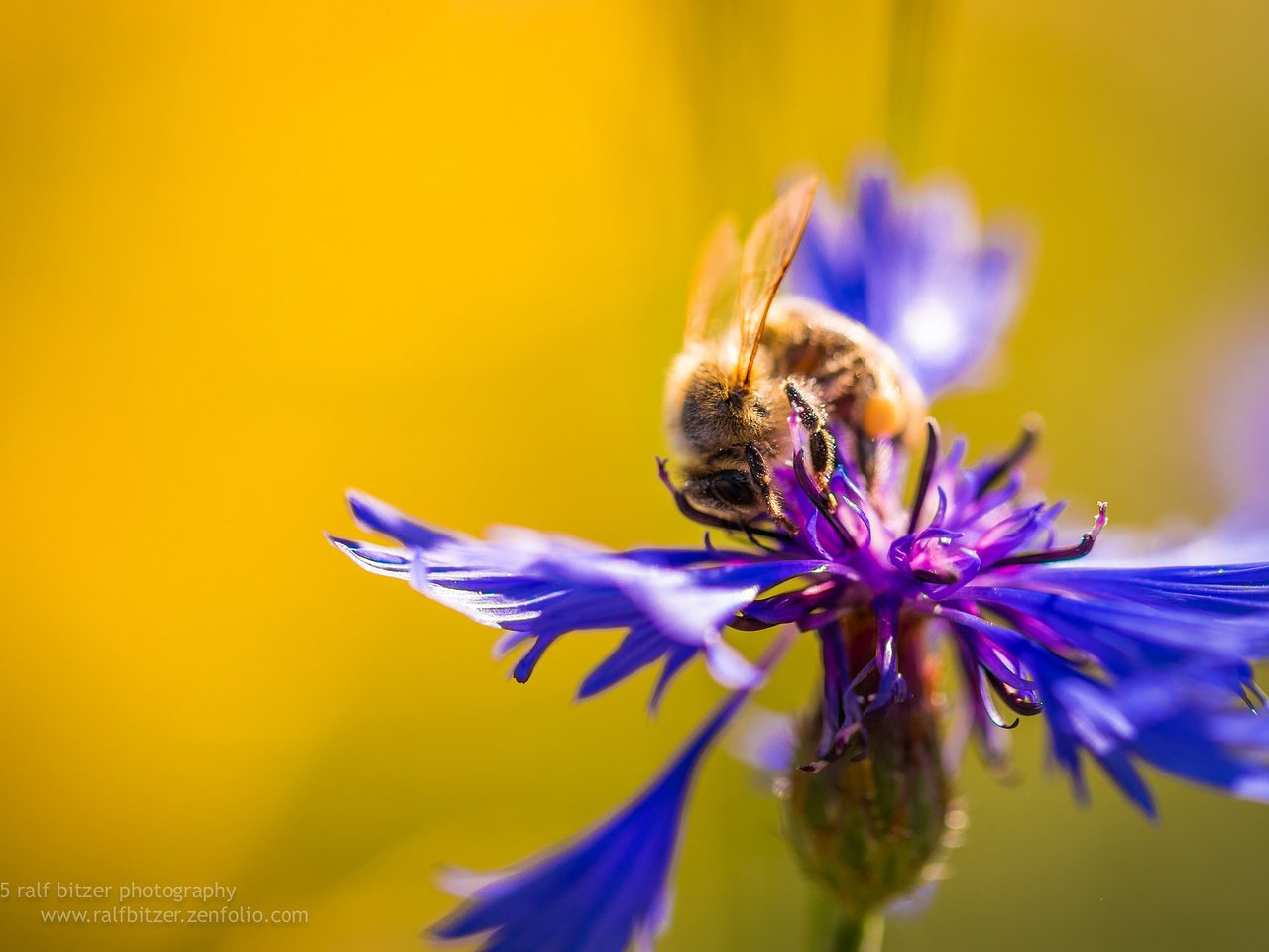 Обои макро, насекомое, цветок, пчела, василек, macro, insect, flower, bee, cornflower разрешение 2048x1365 Загрузить