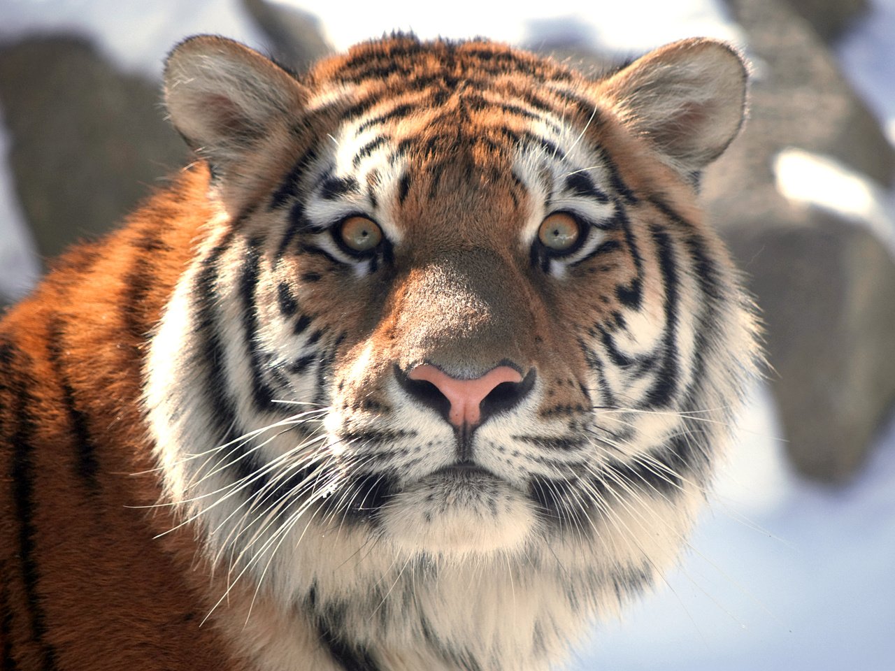 Обои тигр, морда, кошка, взгляд, амурский, tiger, face, cat, look, amur разрешение 3346x2240 Загрузить
