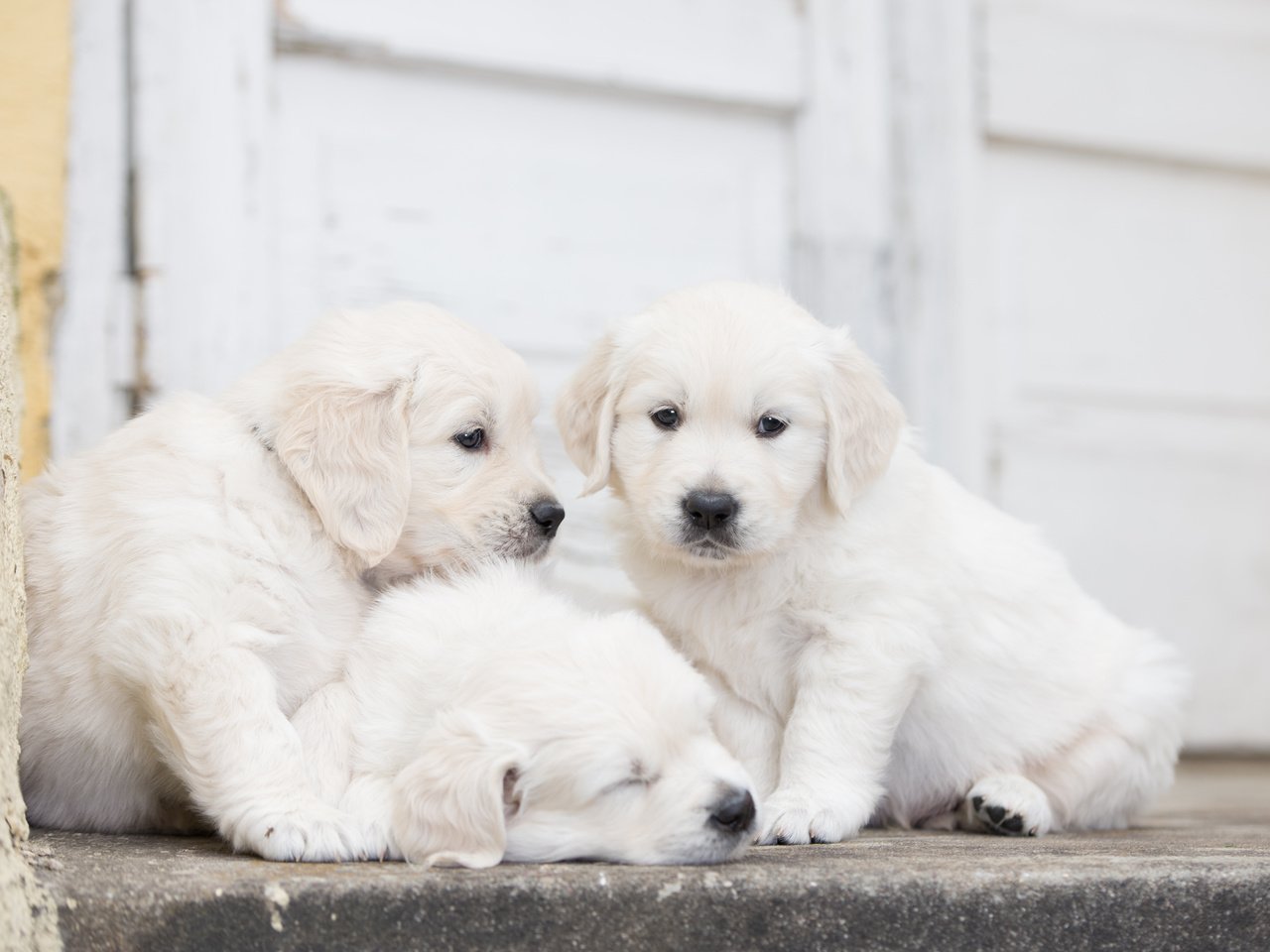 Обои щенки, собаки, трио, троица, puppies, dogs, trio, trinity разрешение 5206x3475 Загрузить