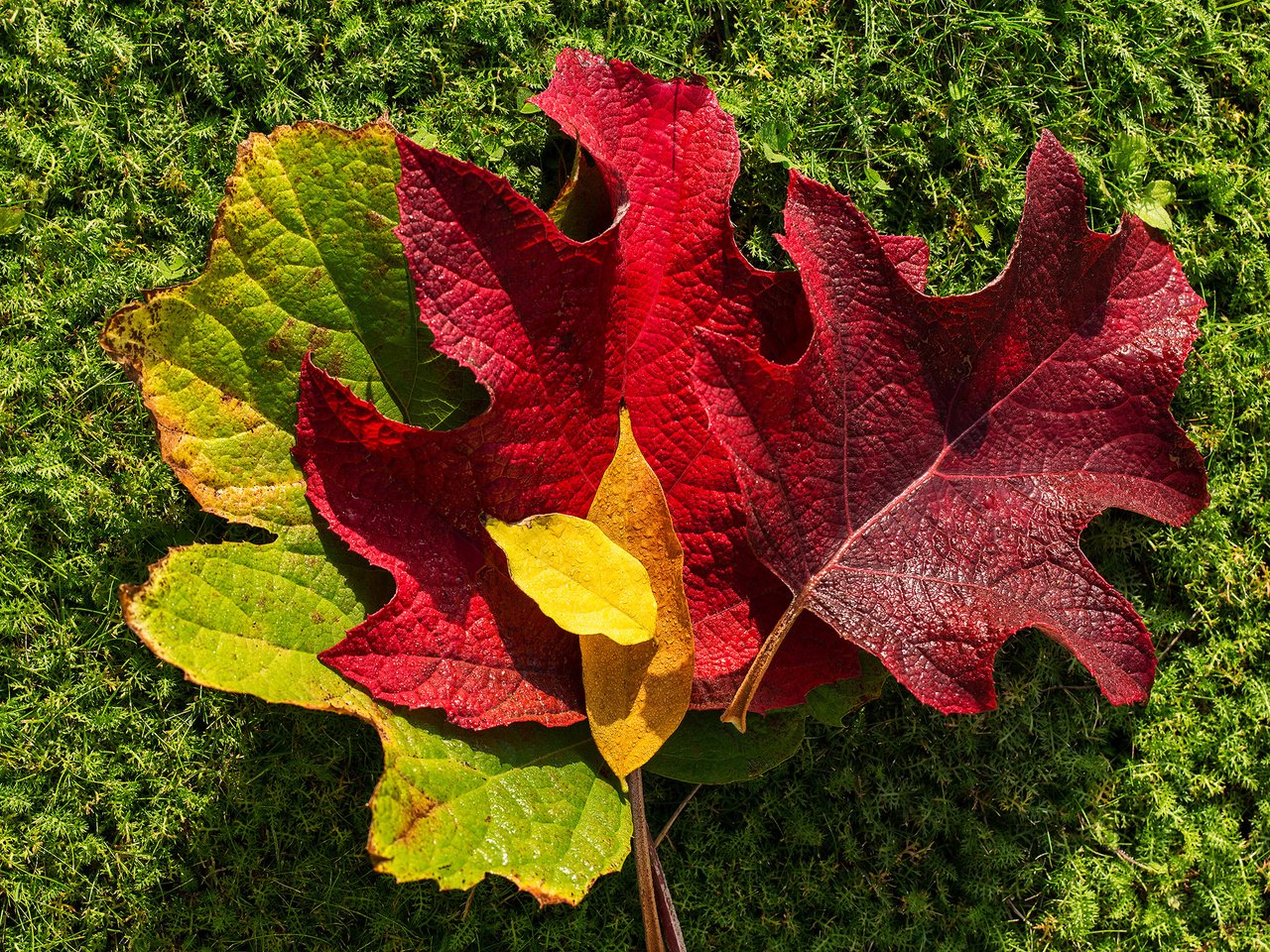 Обои природа, листья, осень, мох, nature, leaves, autumn, moss разрешение 2362x1575 Загрузить