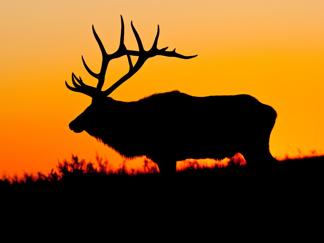 Обои природа, олень, закат, силуэт, nature, deer, sunset, silhouette разрешение 3000x2000 Загрузить