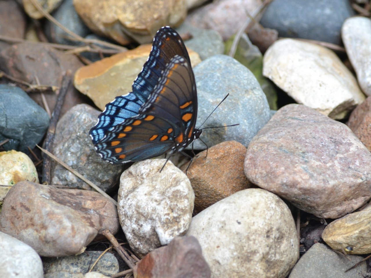 Обои камни, насекомое, узор, бабочка, крылья, stones, insect, pattern, butterfly, wings разрешение 2048x1365 Загрузить