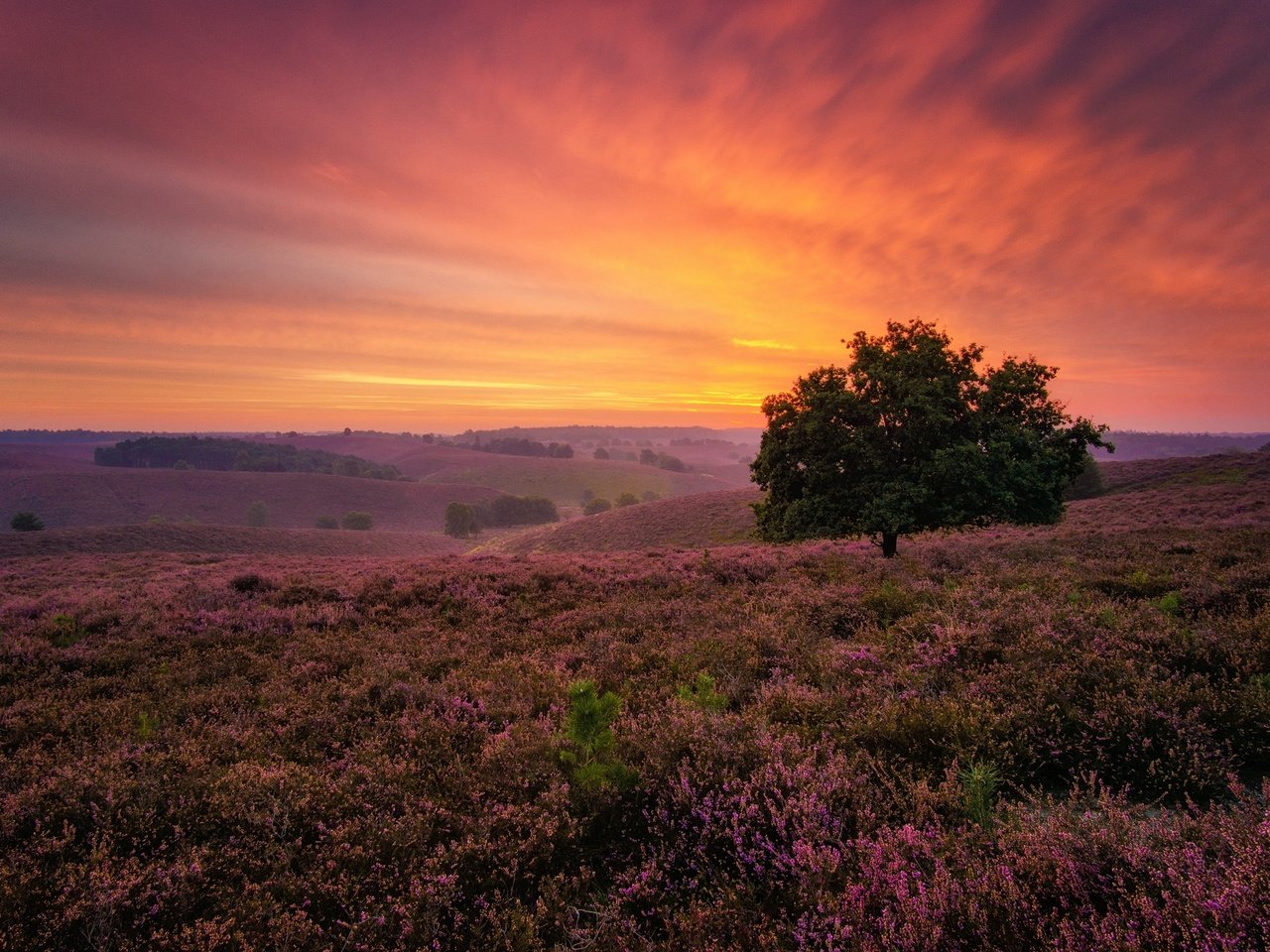 Обои цветы, холмы, дерево, закат, пейзаж, поле, flowers, hills, tree, sunset, landscape, field разрешение 2048x1365 Загрузить