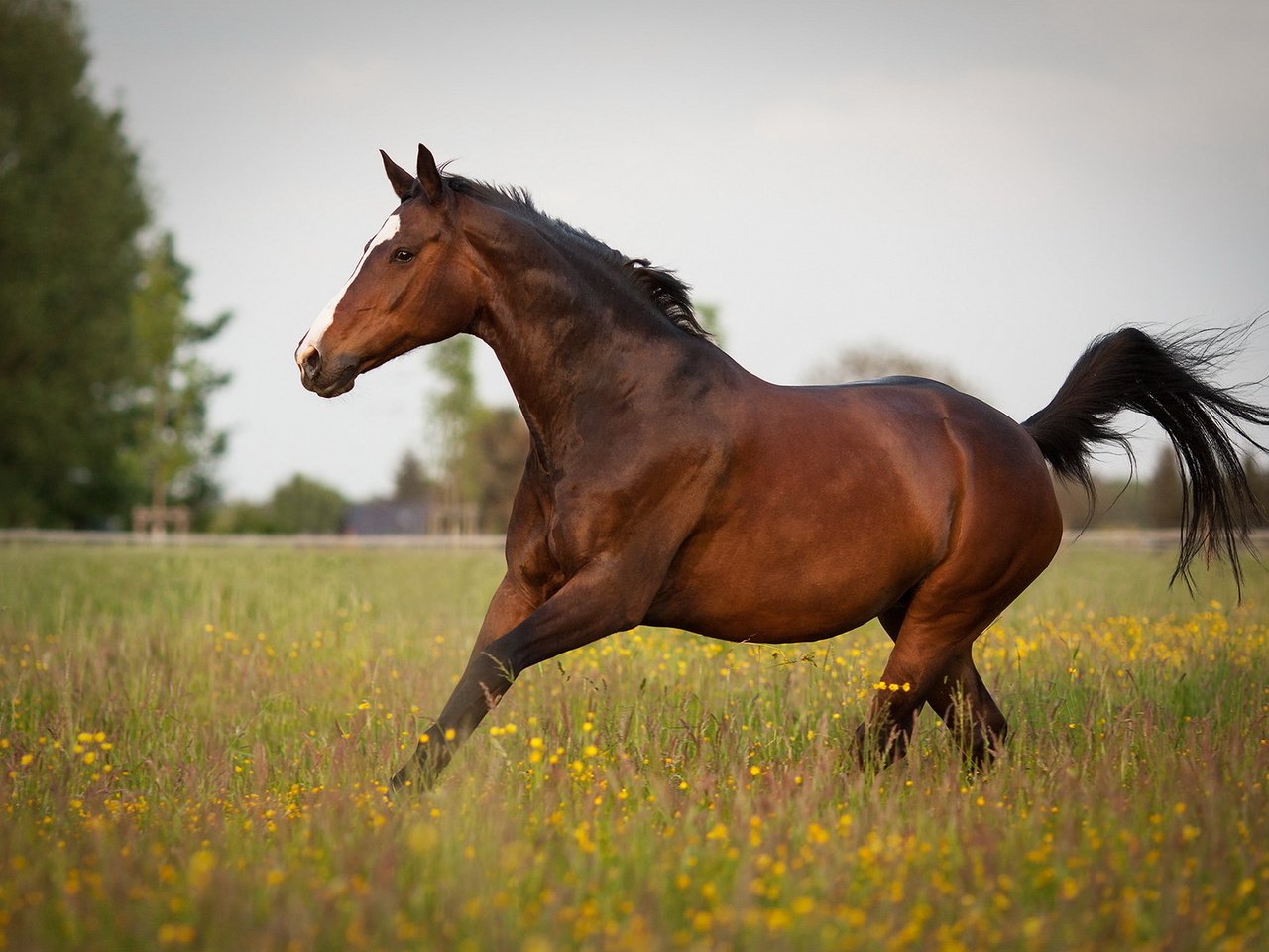 Обои лошадь, природа, лето, конь, horse, nature, summer разрешение 1920x1200 Загрузить