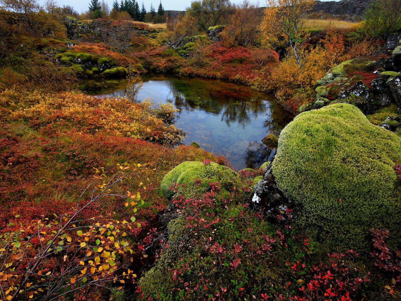 Обои деревья, озеро, камни, мох, исландия, national park thingvellir, trees, lake, stones, moss, iceland разрешение 1920x1200 Загрузить