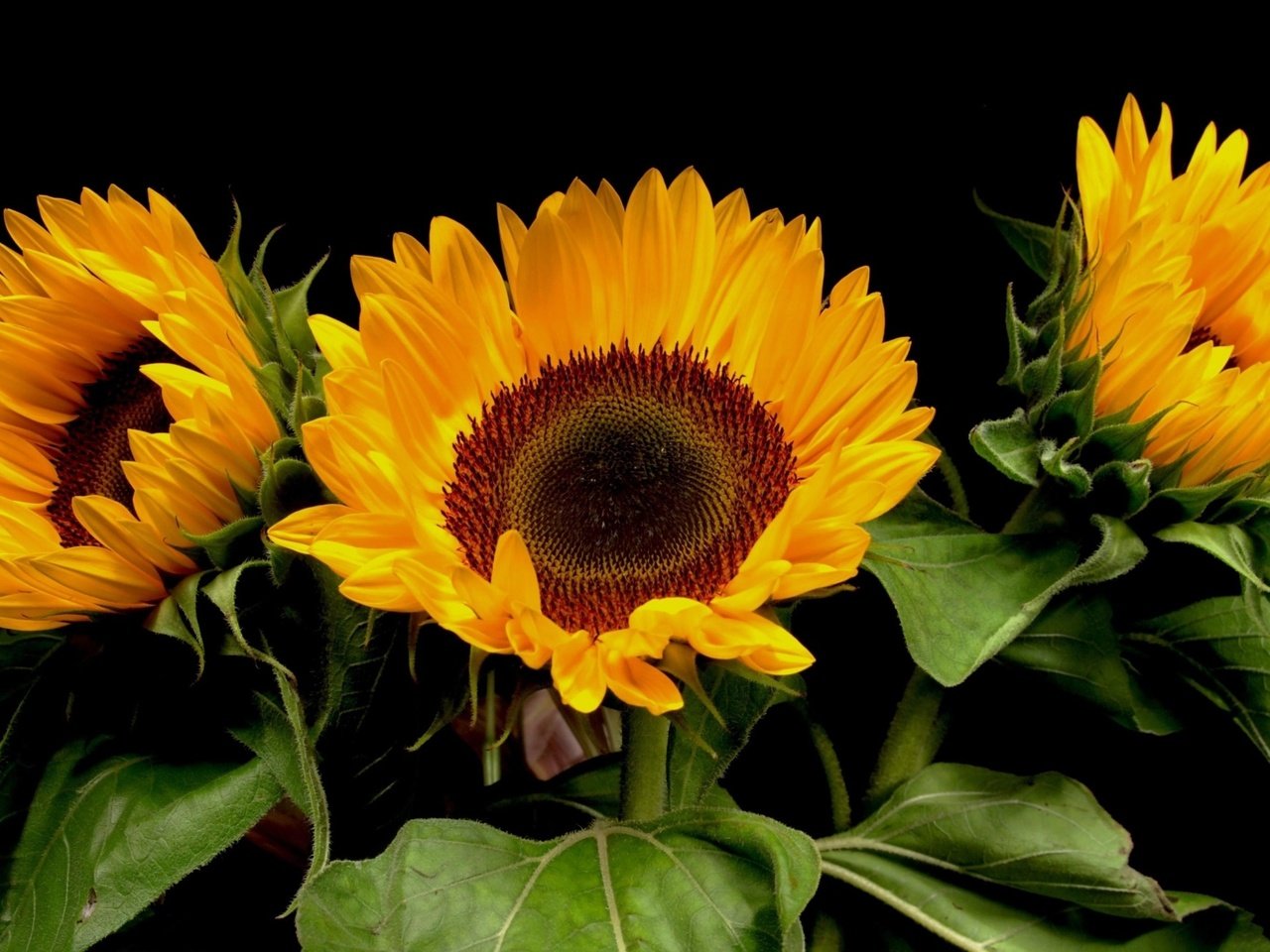 Обои цветы, черный фон, букет, подсолнухи, flowers, black background, bouquet, sunflowers разрешение 2560x1440 Загрузить