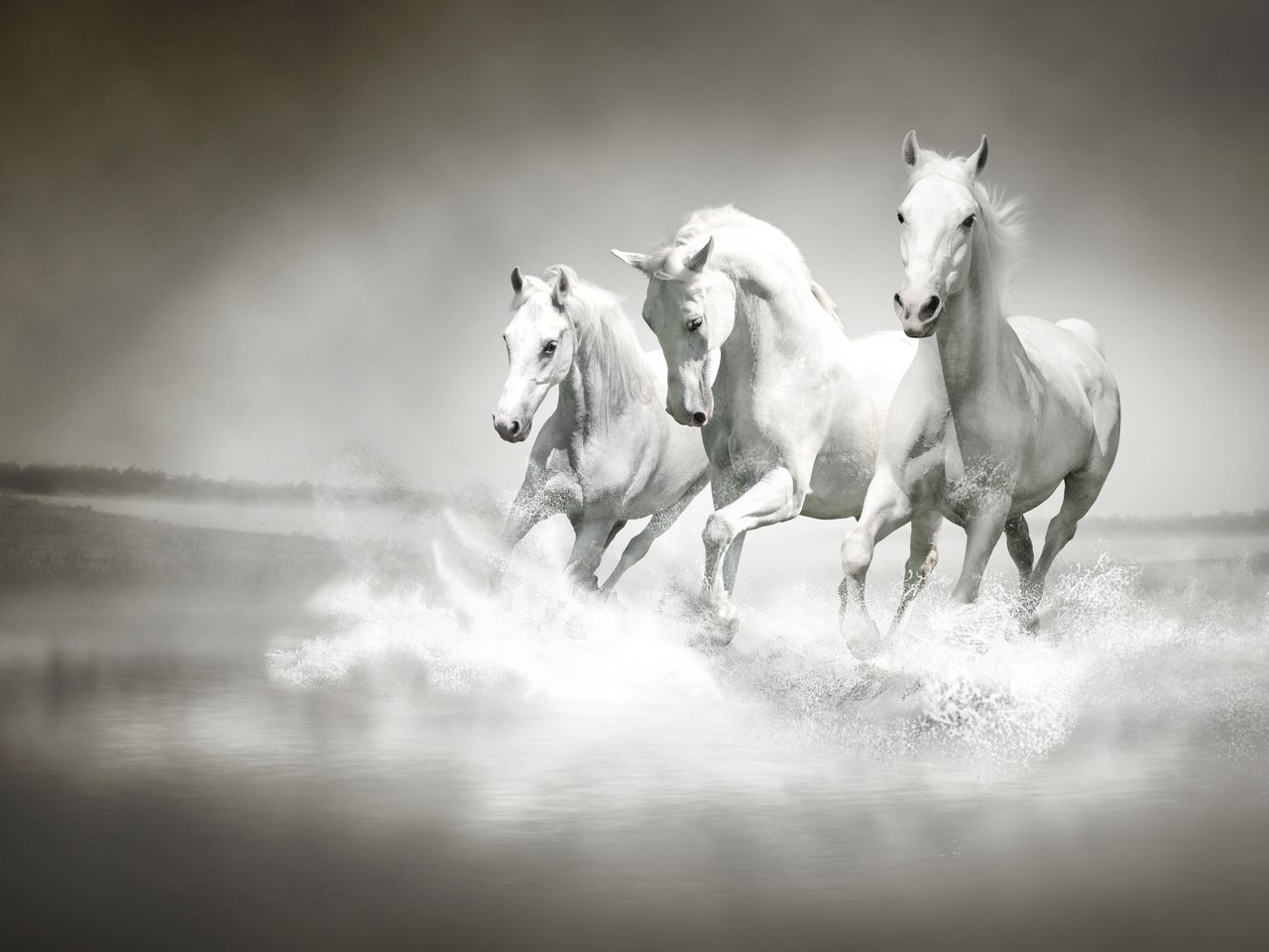 Обои река, туман, поле, белые, лошади, кони, три, тройка, скачут, jump, river, fog, field, white, horse, horses, three разрешение 4928x3264 Загрузить
