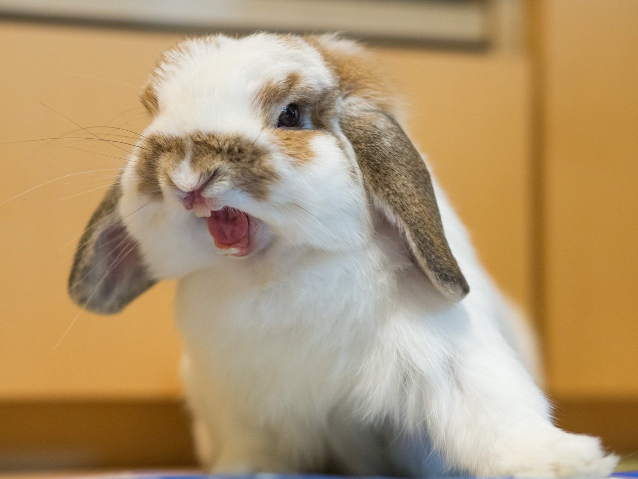 Обои пушистый, кролик, животное, fluffy, rabbit, animal разрешение 2560x1920 Загрузить