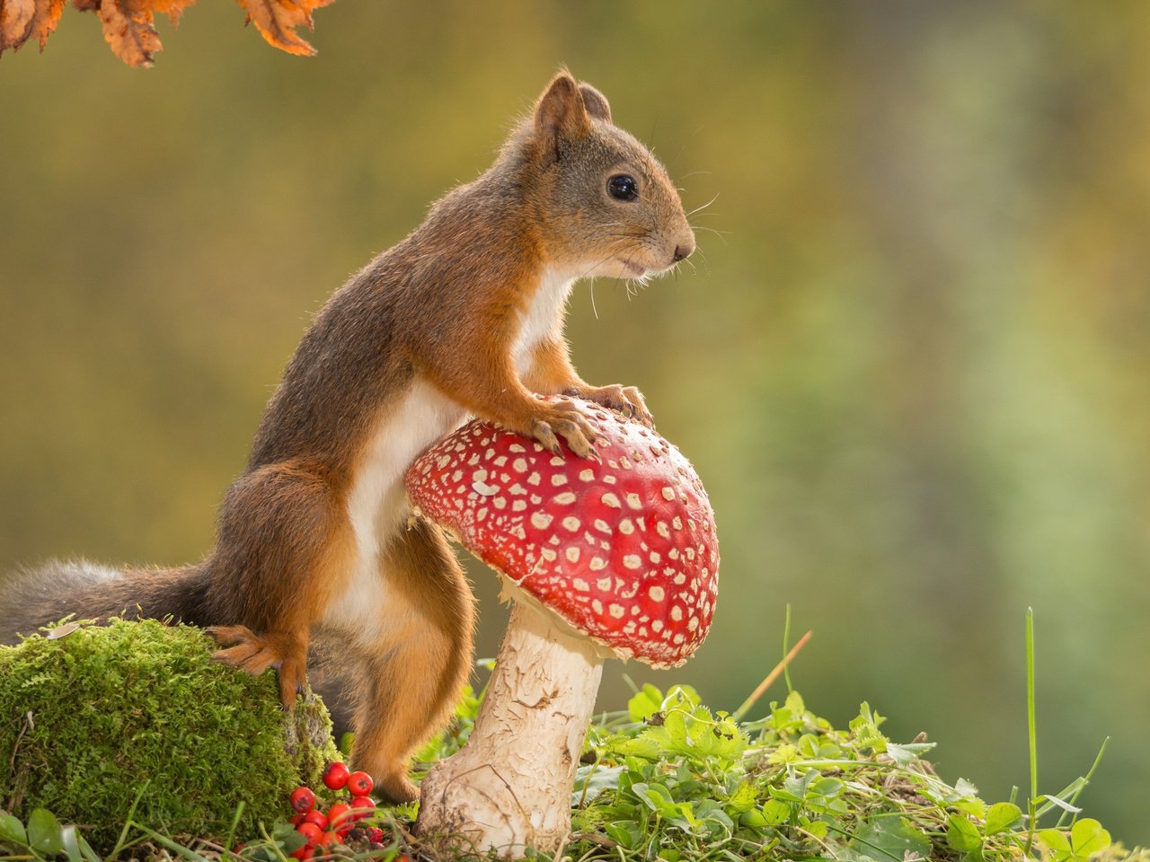 Обои природа, гриб, животное, белка, мухомор, грызун, nature, mushroom, animal, protein, rodent разрешение 2048x1365 Загрузить