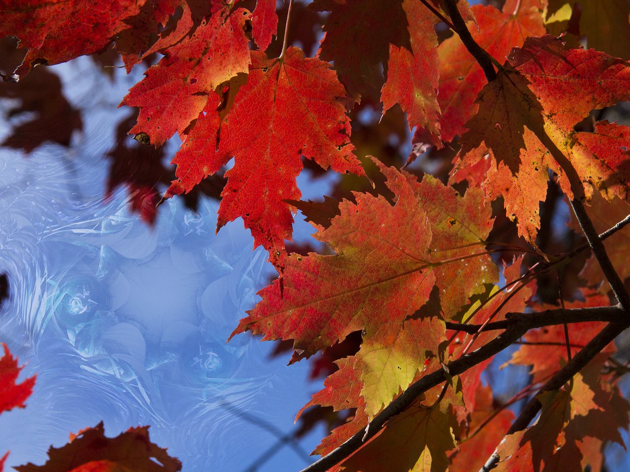 Обои природа, листья, макро, ветки, осень, кленовый лист, nature, leaves, macro, branches, autumn, maple leaf разрешение 1920x1280 Загрузить