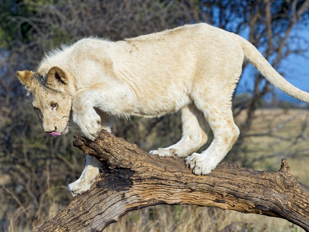 Обои белый, хищник, лев, дикая кошка, молодой, white, predator, leo, wild cat, young разрешение 3000x1996 Загрузить