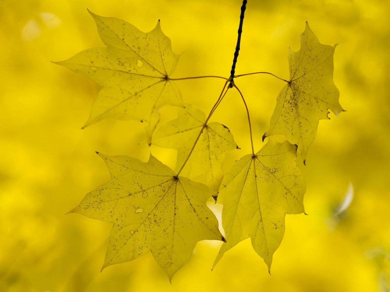 Обои природа, листья, осень, nature, leaves, autumn разрешение 2048x1365 Загрузить