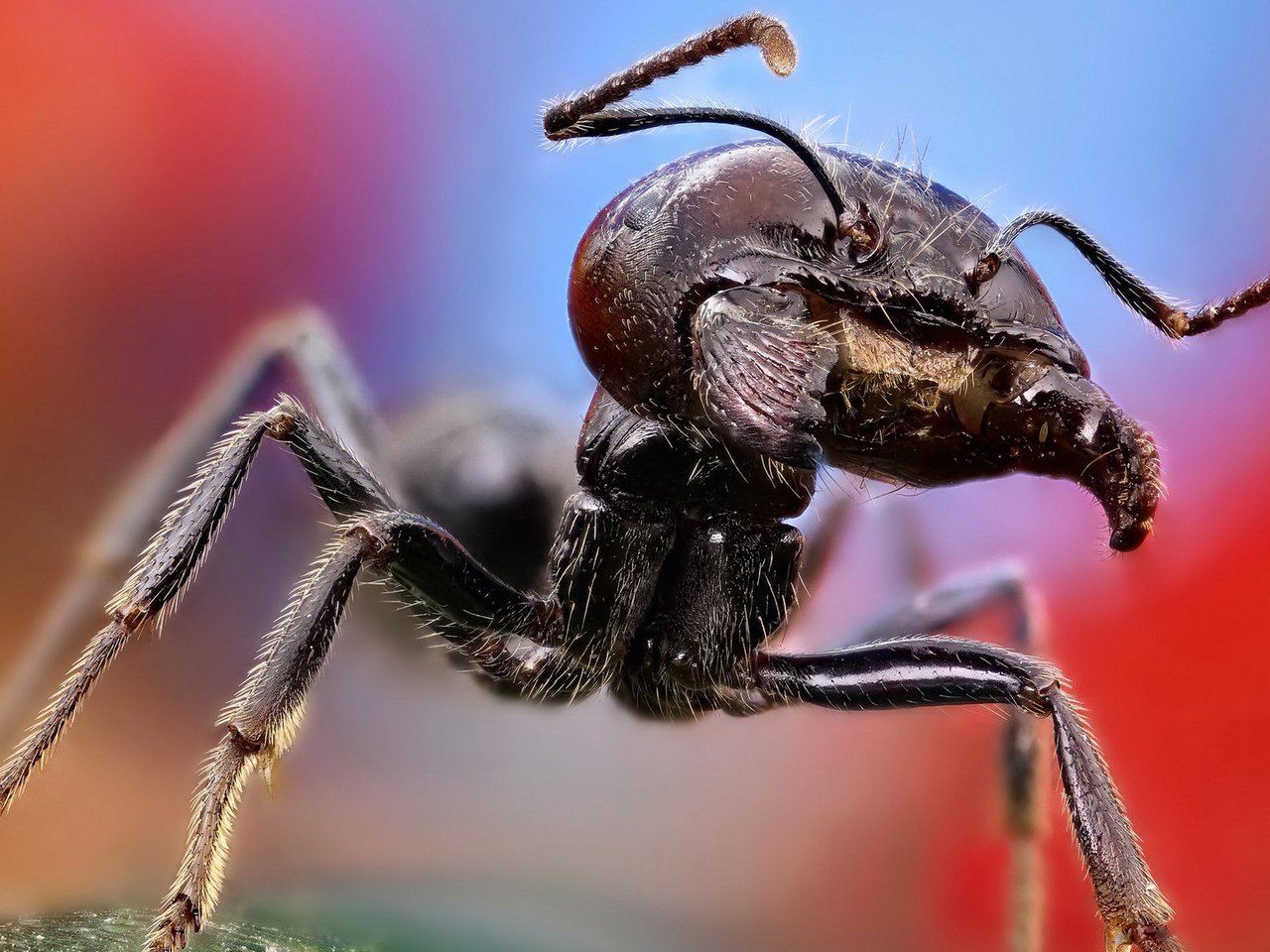 Обои макро, лапы, муравей, macro, paws, ant разрешение 1920x1080 Загрузить