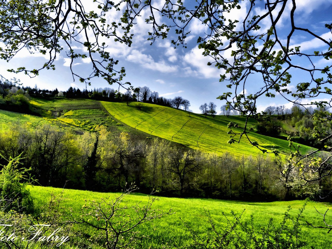 Обои деревья, зелень, поля, весна, trees, greens, field, spring разрешение 1920x1200 Загрузить