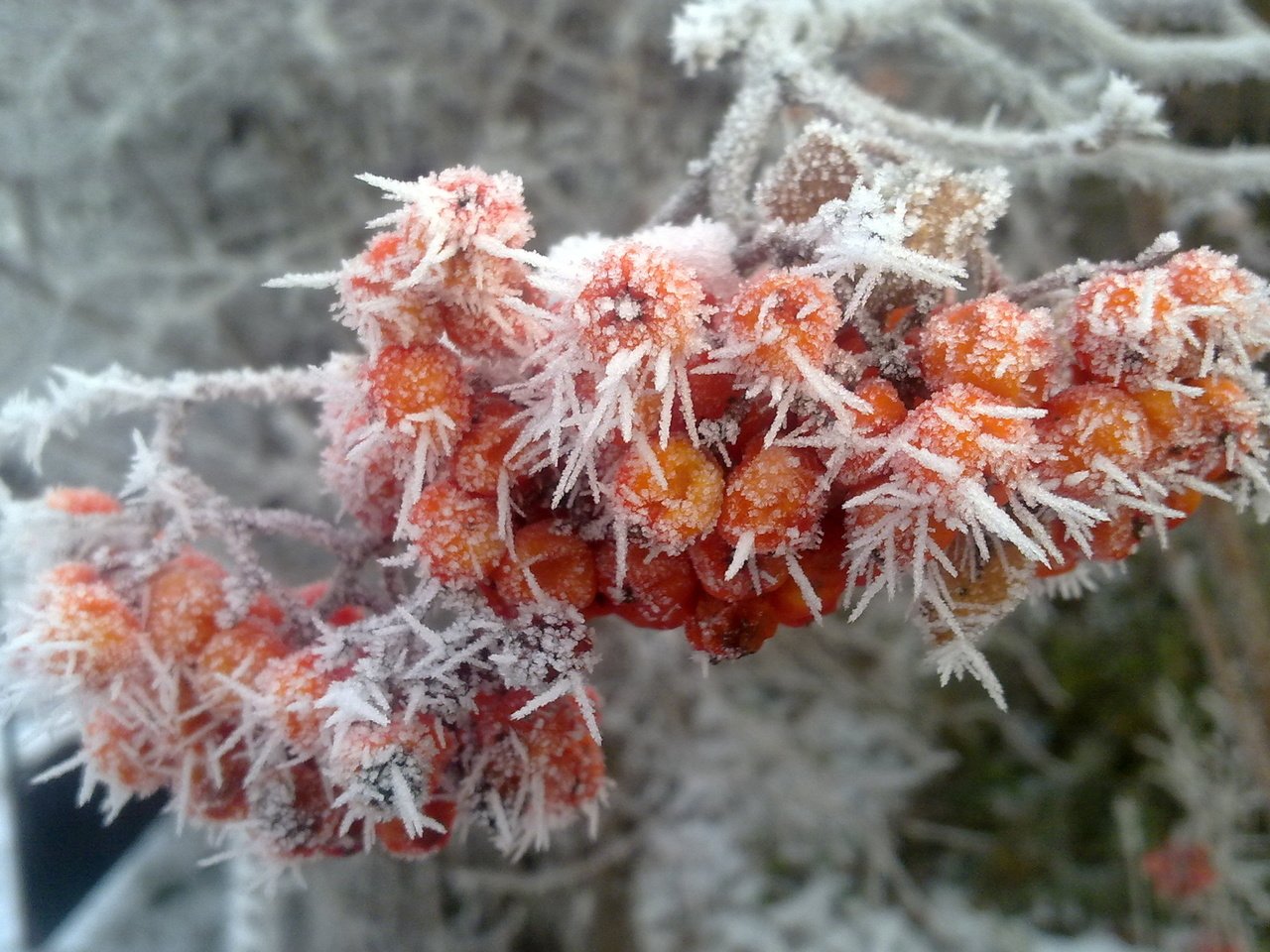 Обои зима, иней, рябина, winter, frost, rowan разрешение 2560x1600 Загрузить