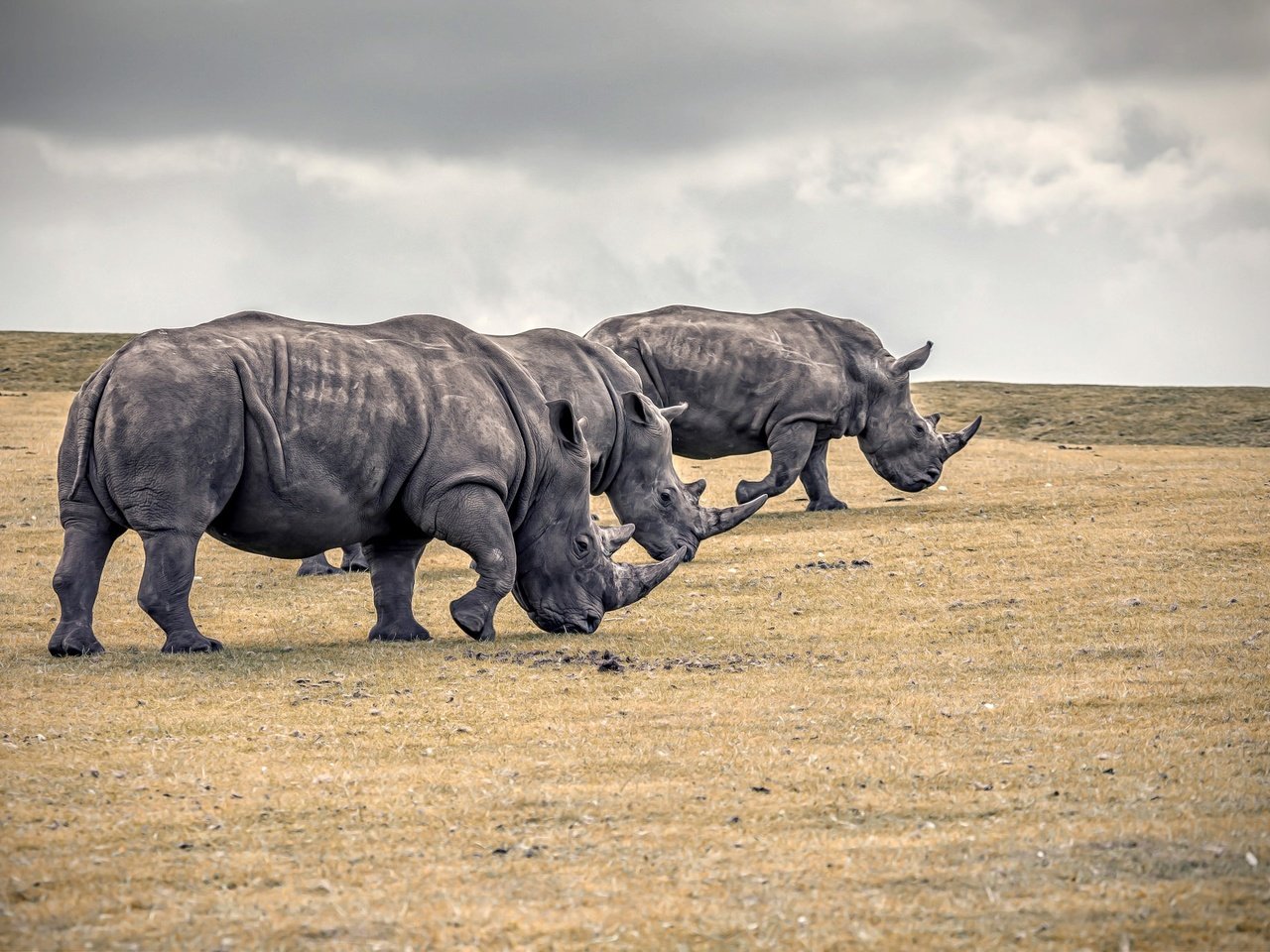 Обои природа, животные, носорог, носороги, nature, animals, rhino, rhinos разрешение 2048x1365 Загрузить