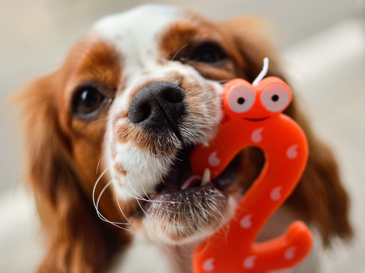 Обои собака, день рождения, cavalier king charles spaniel, mireia b. l., dog, birthday разрешение 2048x1356 Загрузить