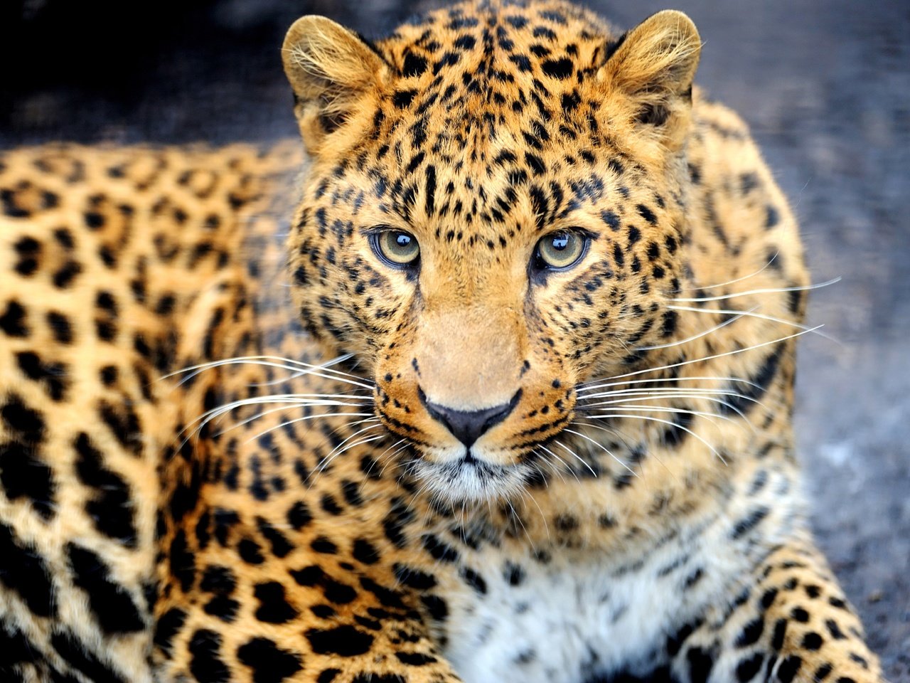 Обои морда, взгляд, леопард, хищник, животное, окрас, face, look, leopard, predator, animal, color разрешение 7000x4658 Загрузить