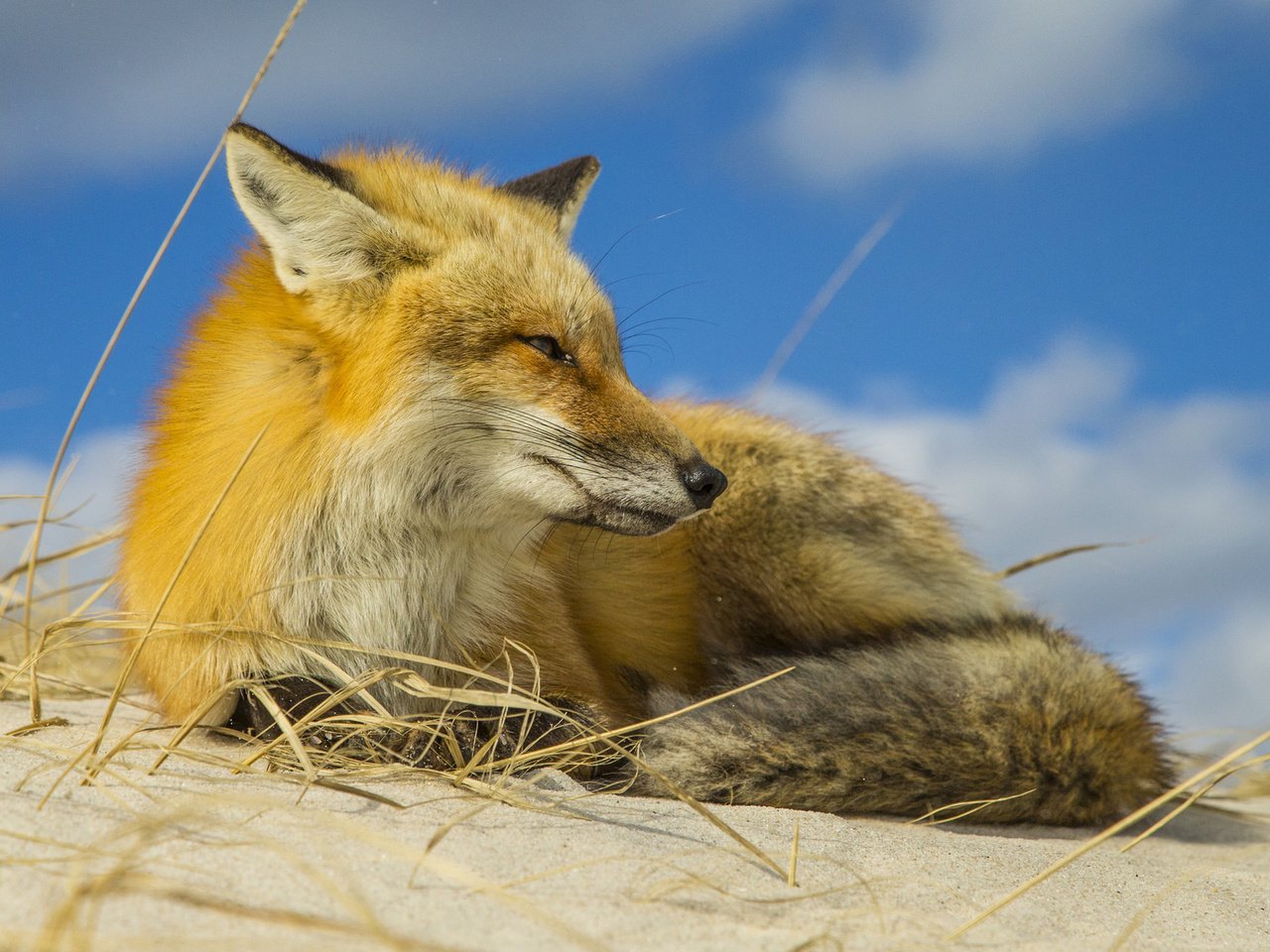 Обои лиса, животное, fox, animal разрешение 1920x1200 Загрузить