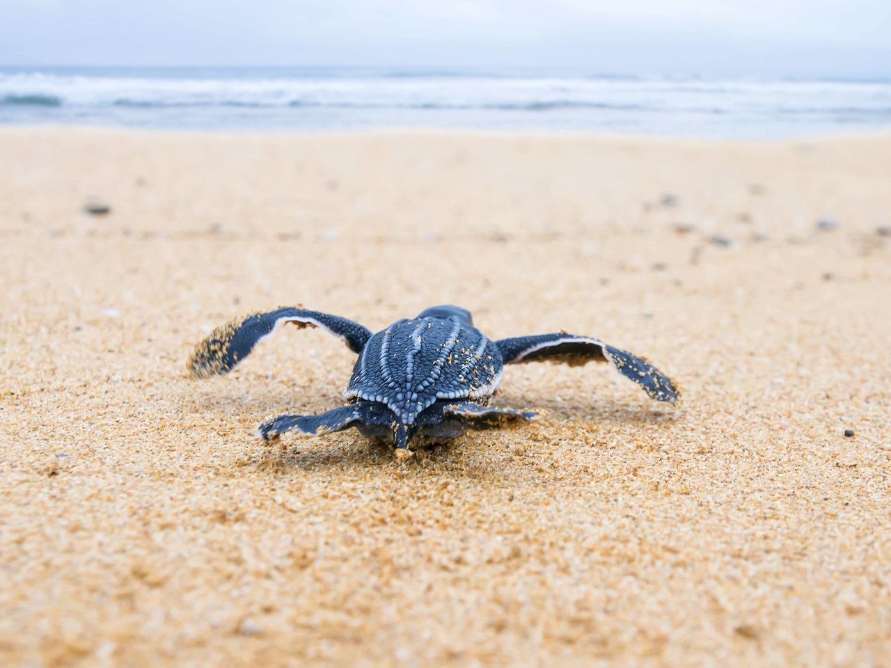 Обои море, песок, черепаха, breeding, sea, sand, turtle разрешение 3606x2400 Загрузить