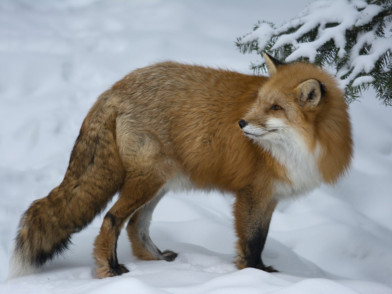 Обои снег, зима, взгляд, рыжая, лиса, лисица, животное, мах, snow, winter, look, red, fox, animal, max разрешение 2048x1365 Загрузить