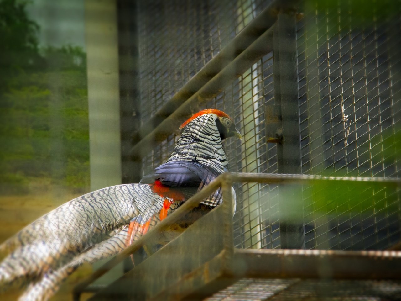 Обои птица, на природе, шри - ланка, thanu, птаха, bird, nature, sri lanka разрешение 2880x1920 Загрузить