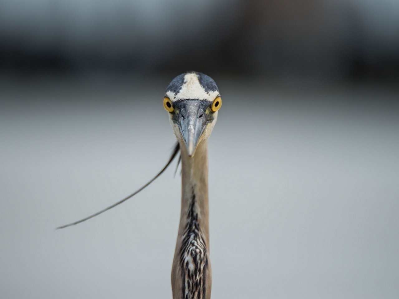 Обои природа, птица, голубая, большая, цапля, great blue heron, nature, bird, blue, large, heron разрешение 1920x1200 Загрузить