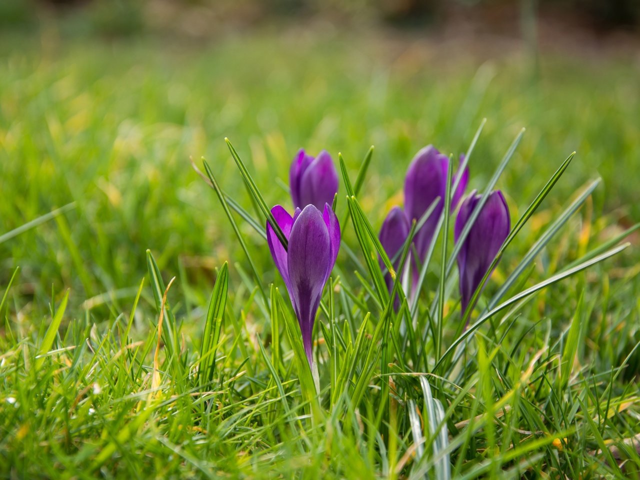 Обои цветы, трава, весна, крокусы, flowers, grass, spring, crocuses разрешение 6000x4000 Загрузить