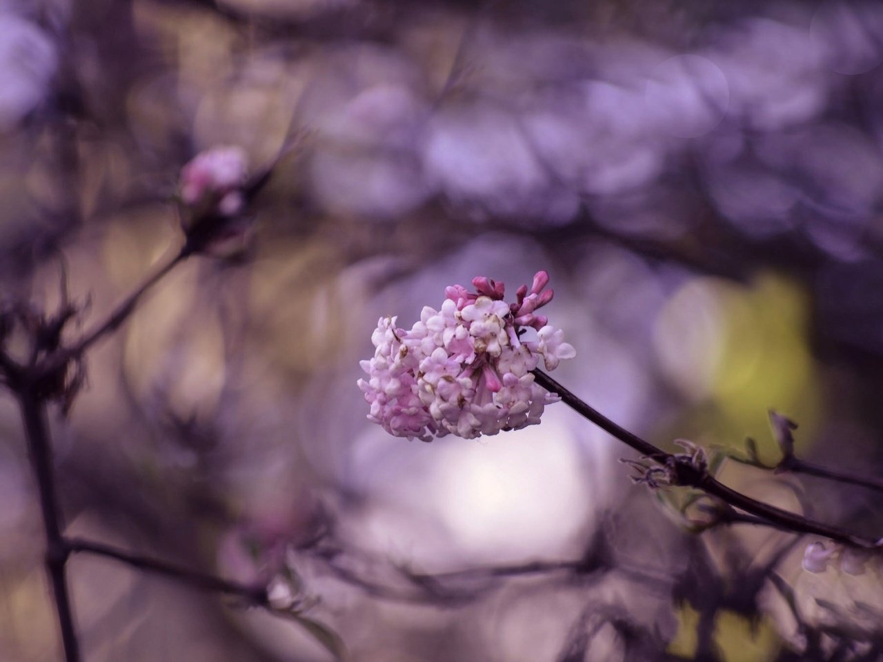 Обои цветение, макро, ветки, весна, цветки, боке, flowering, macro, branches, spring, flowers, bokeh разрешение 2048x1356 Загрузить