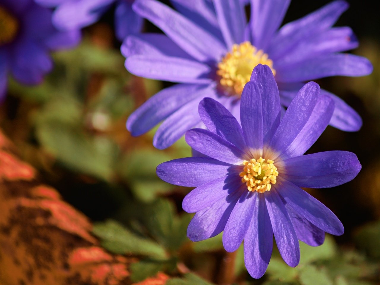 Обои цветы, макро, лепестки, ветреница, flowers, macro, petals, anemone разрешение 2048x1537 Загрузить