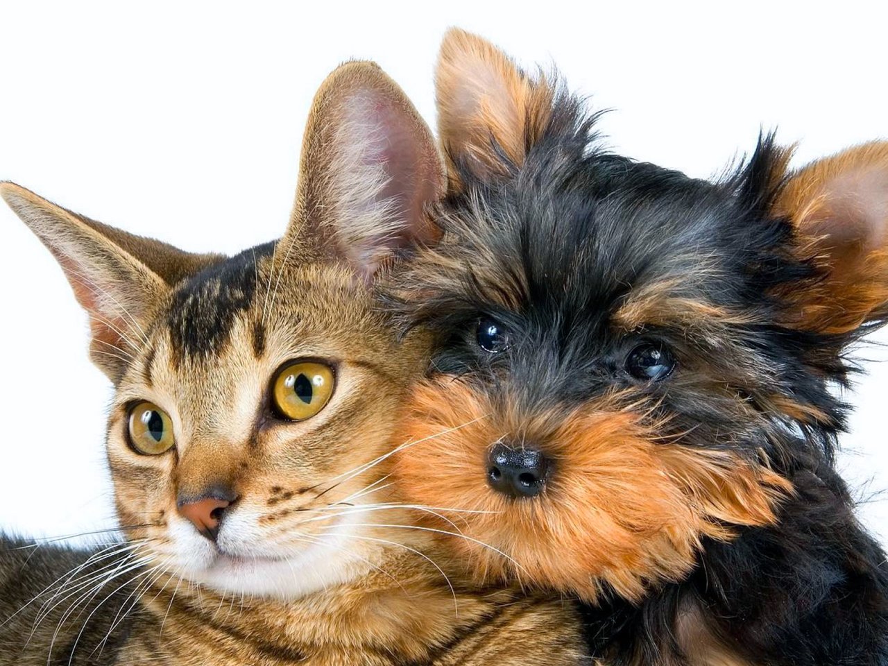Обои кот, кошка. собака, кошка, взгляд, собака, друзья, мордочки, йорк, пес и кот, йоркширский терьер, yorkshire terrier, cat, cat. dog, look, dog, friends, faces, york, dog and cat разрешение 2048x1152 Загрузить