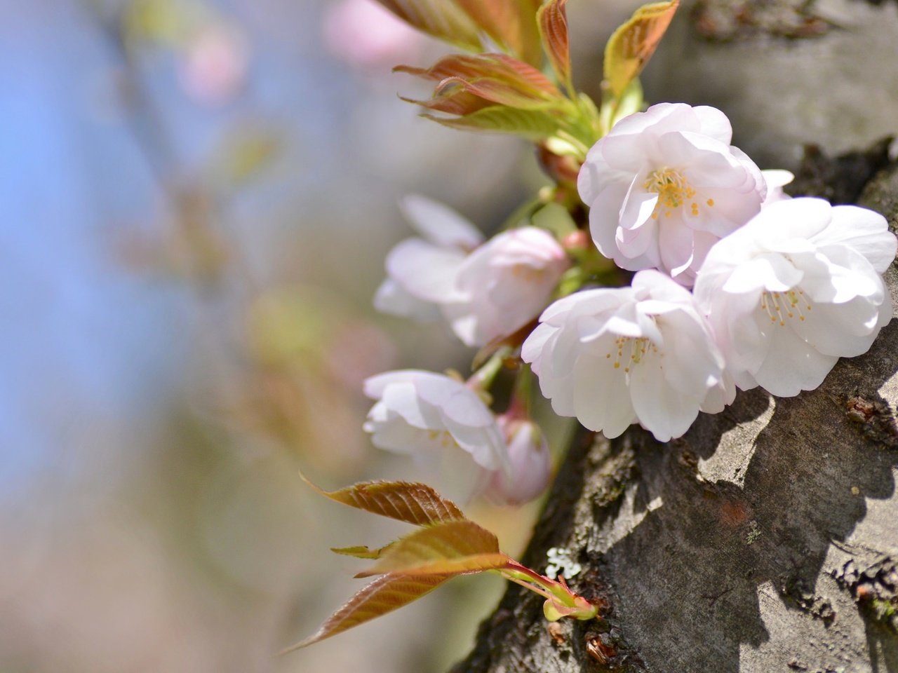 Обои дерево, весна, вишня, сакура, tree, spring, cherry, sakura разрешение 2048x1356 Загрузить