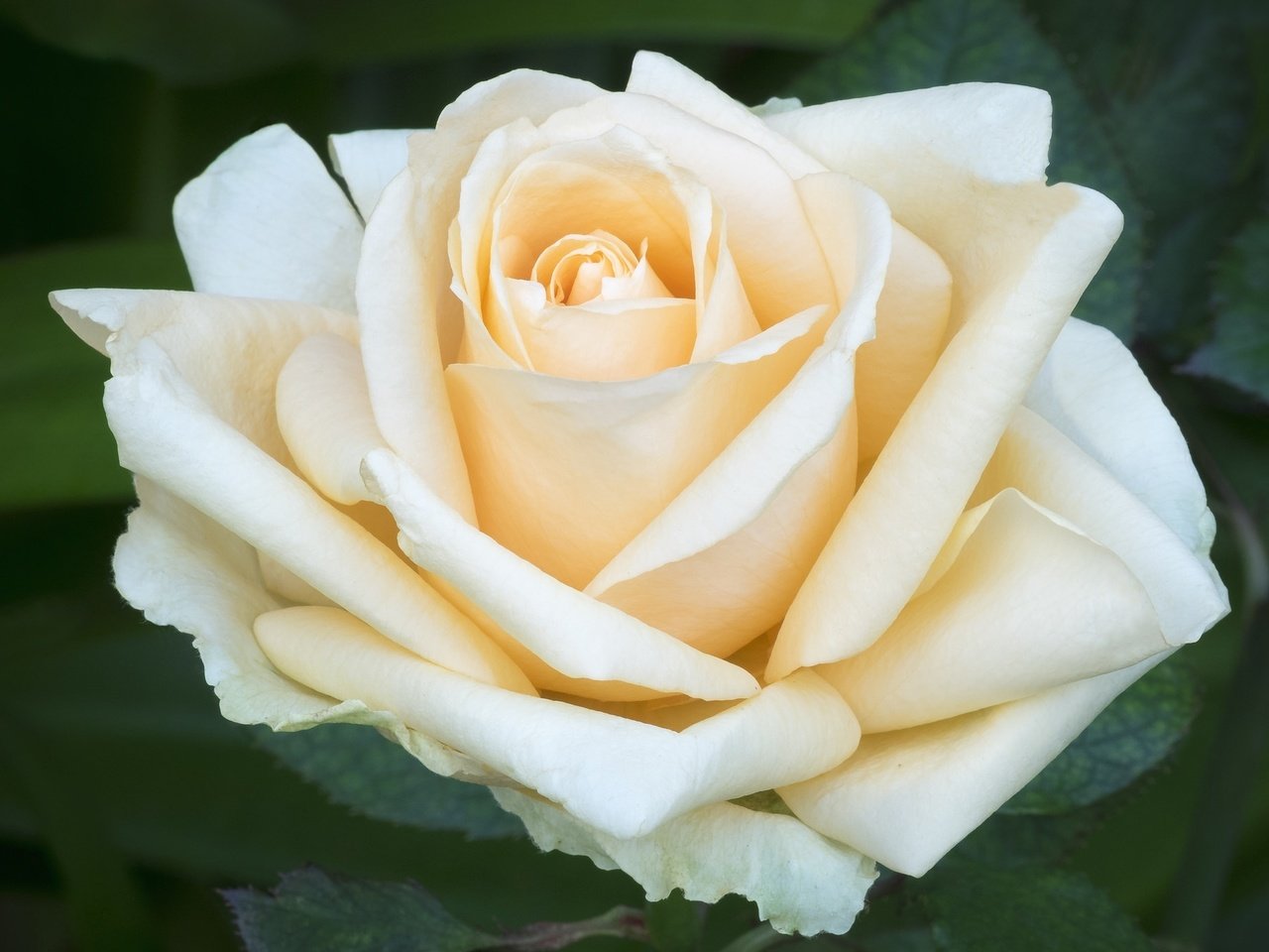 Обои макро, роза, лепестки, нежность, macro, rose, petals, tenderness разрешение 2048x1375 Загрузить
