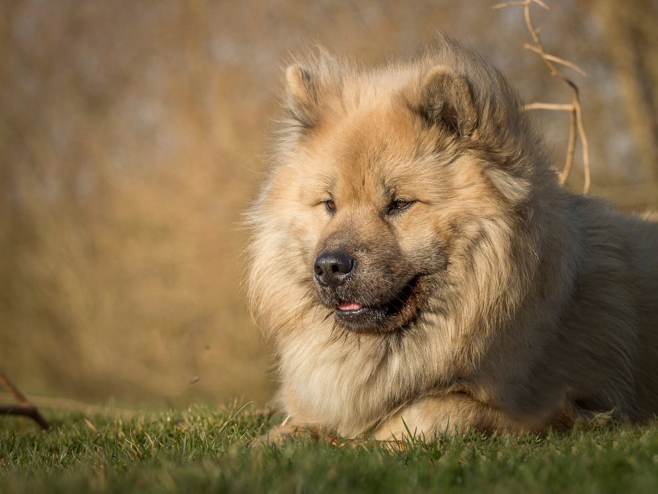 Обои трава, мордочка, взгляд, собака, пес, евразиер, grass, muzzle, look, dog, the eurasier разрешение 2000x1325 Загрузить