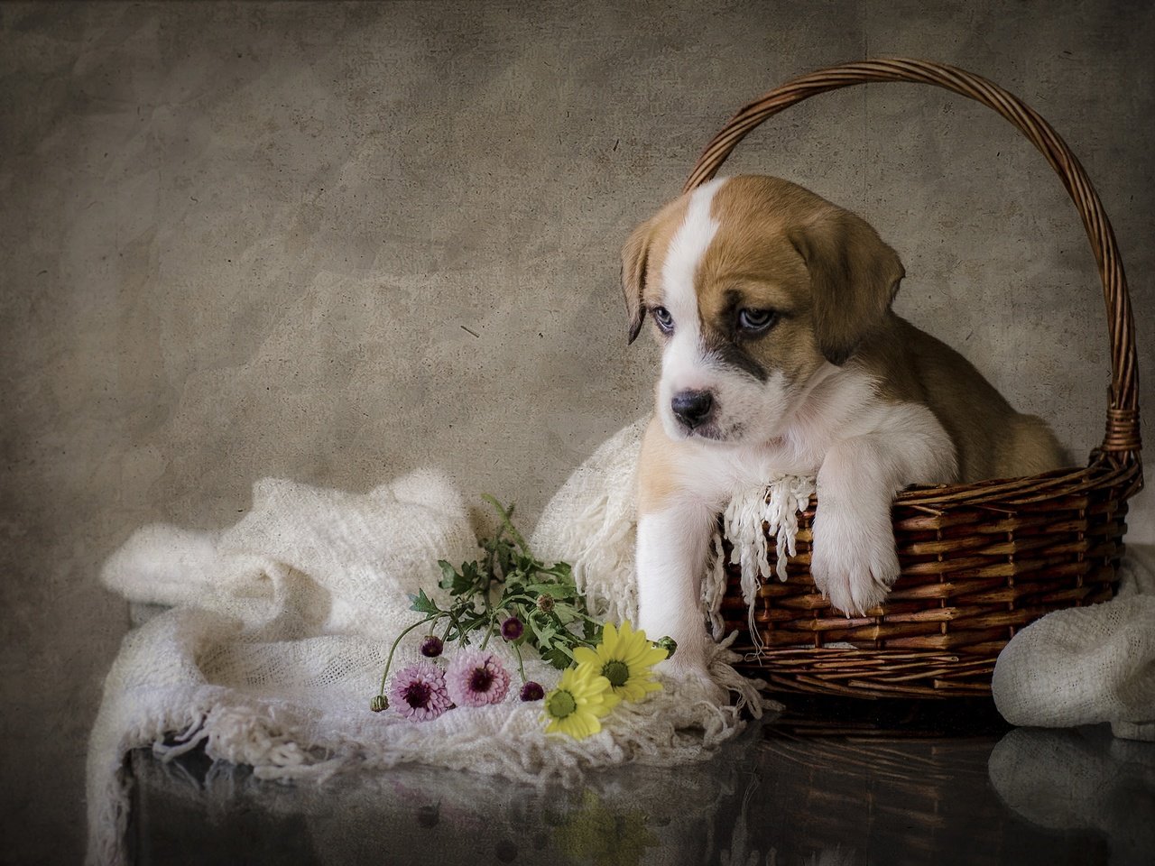 Обои цветы, собака, щенок, flowers, dog, puppy разрешение 2880x1908 Загрузить